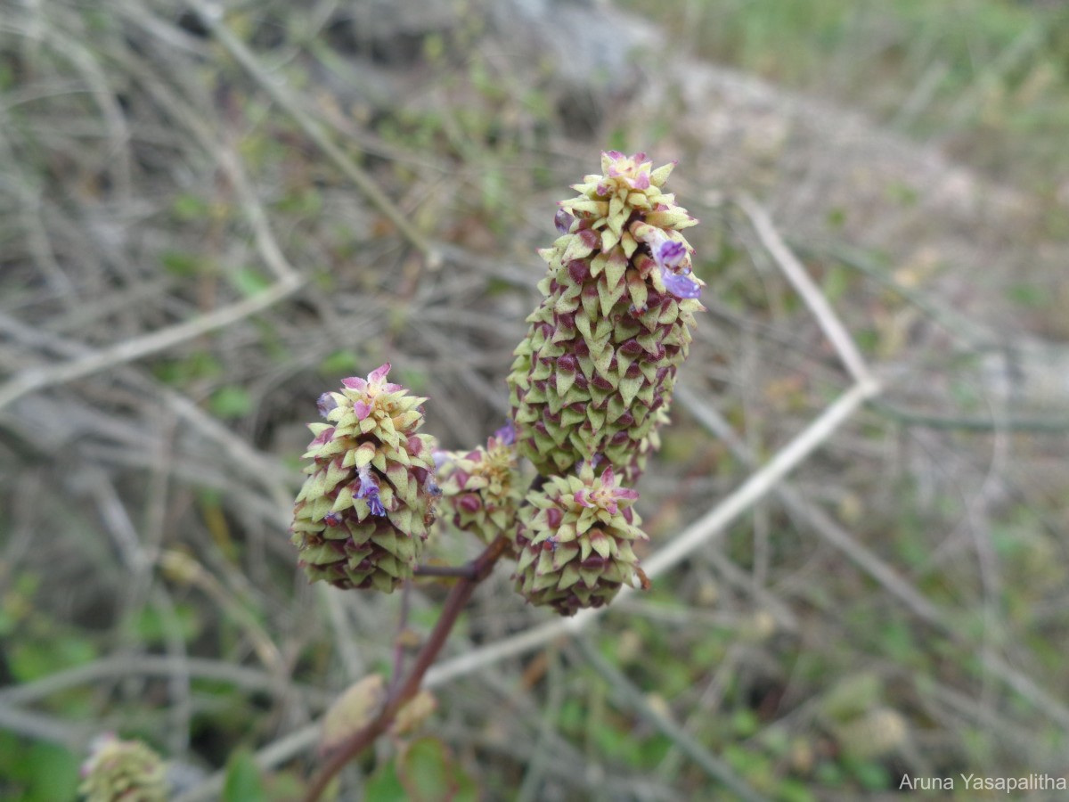 Coleus strobilifer (Roxb.) A.J.Paton